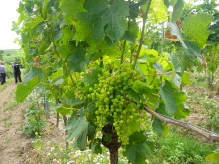 verjustrauben weingut schuette