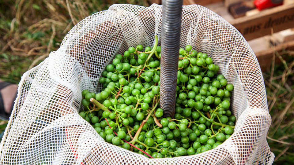 Verjus Trauben keltern weingut schuette