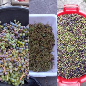 verjus weingut schuette verschiedene stadien