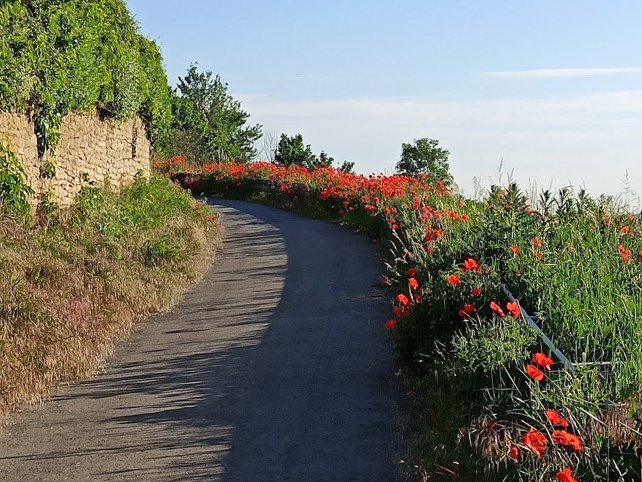 Weingut Schuette Mohnblumen