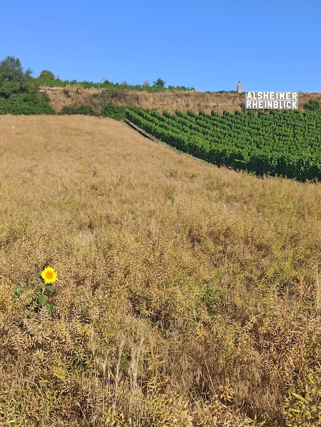 Weingut Schuette Alsheimer Rheinblick