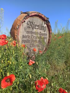 schuette_ökoweingut-riesling